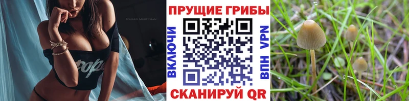 Галлюциногенные грибы Psilocybe  Белебей 